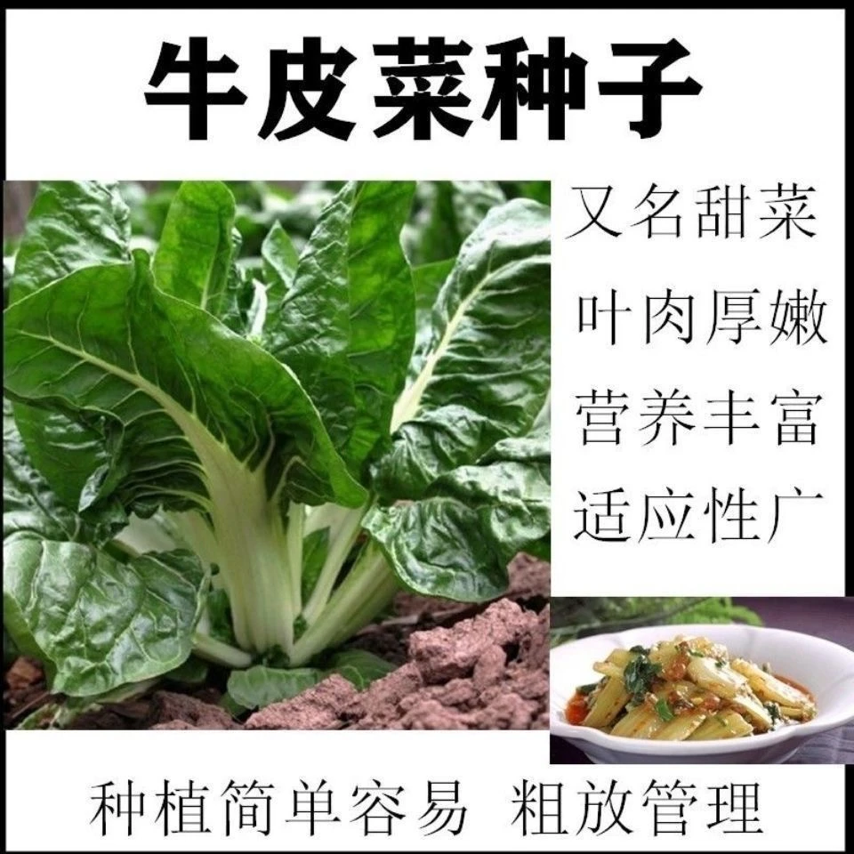 【全店满五包包邮】春不老牛皮菜种子白梗牛皮菜易种蔬菜种子