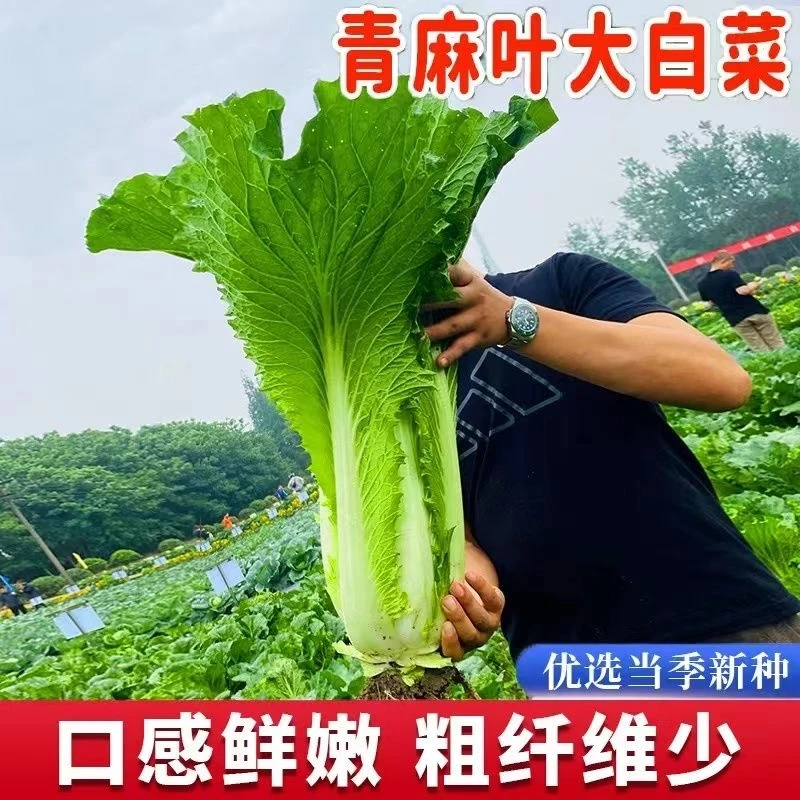 天津青麻叶青菜蔬菜白菜种子四季早熟耐热种植耐寒大白菜种子阳台