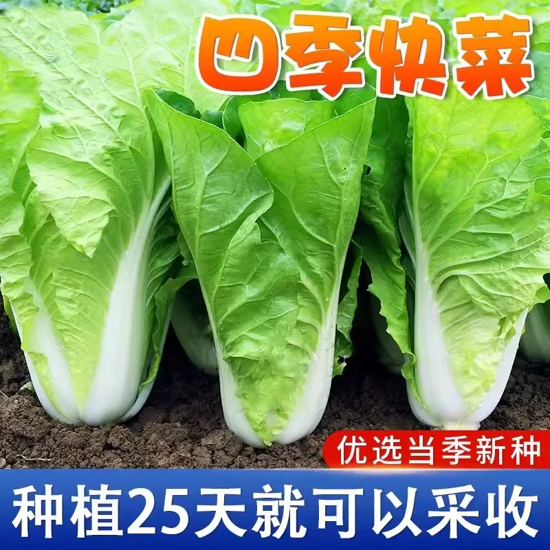 秋季种植快菜四季奶油小白菜鲜嫩阳台易播菜园蔬阳台