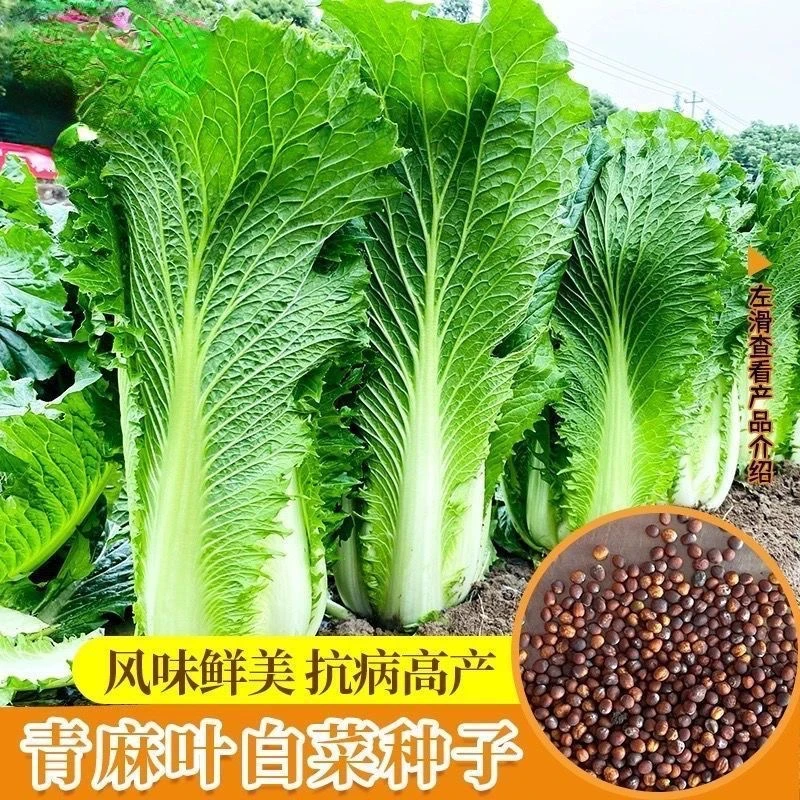 天津青麻叶白菜种子四季早熟耐热耐寒大白菜种子阳台