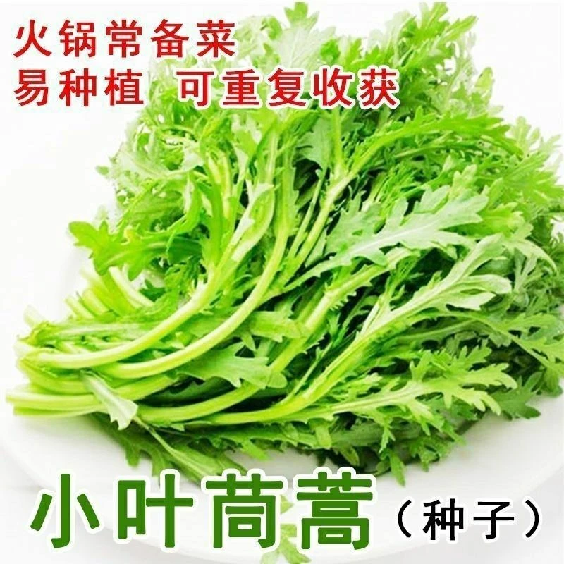 满5件送肥料】小叶茼蒿菜种子耐热耐寒四季皇帝菜种籽阳台盆栽蔬菜