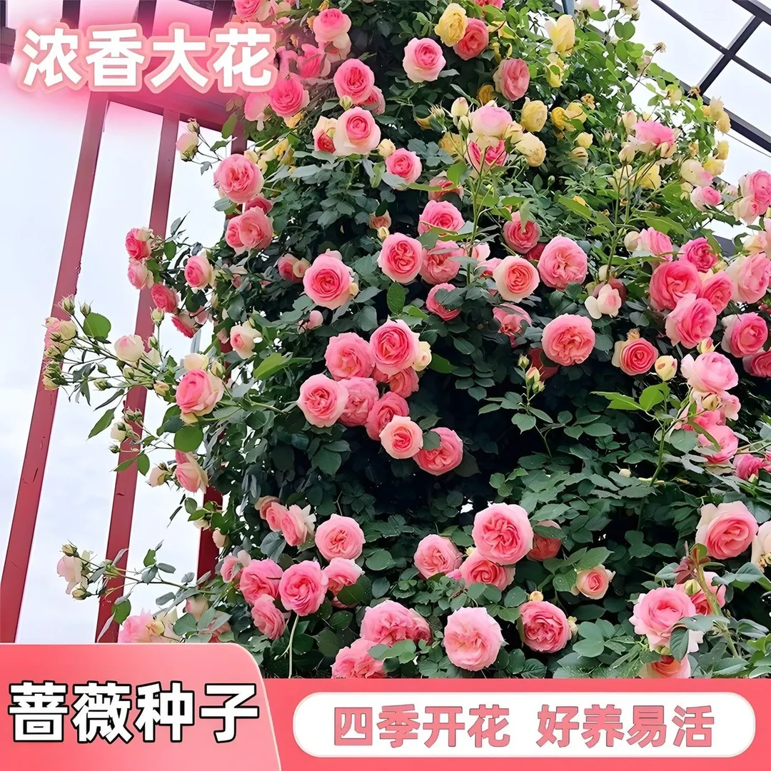 混色蔷薇花种子高发芽率四季开花庭院阳台盆栽爬藤植物蔷薇花种子