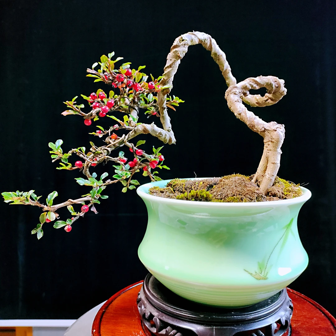 优良品种，红花大果平枝荀子