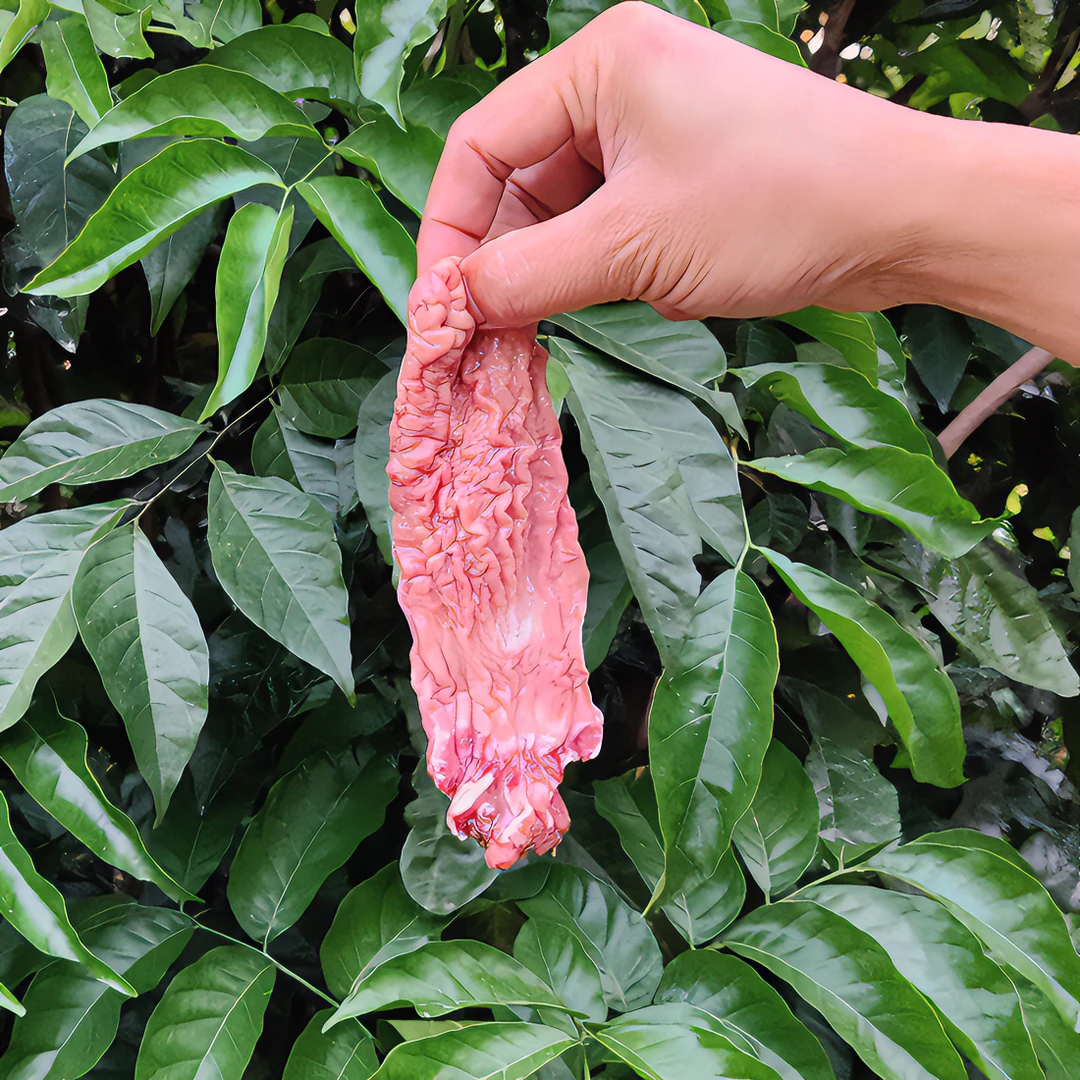 【鱼肚1斤】 脆爽Q弹 爆炒 火锅 煲汤食用 当天发货