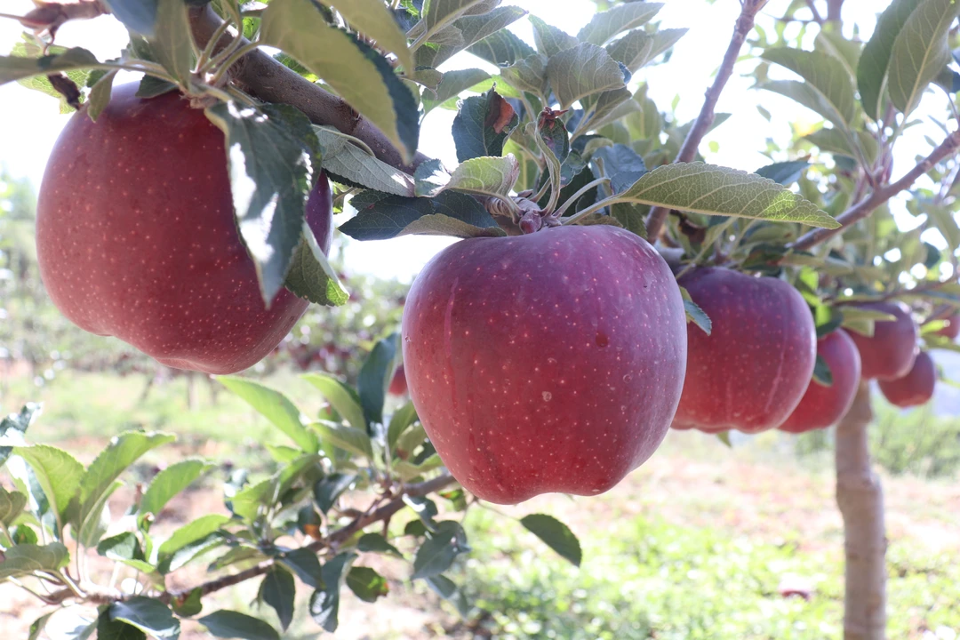 秦安苹果品种红苹果脆甜可口新鲜水果当年新采摘果园直发