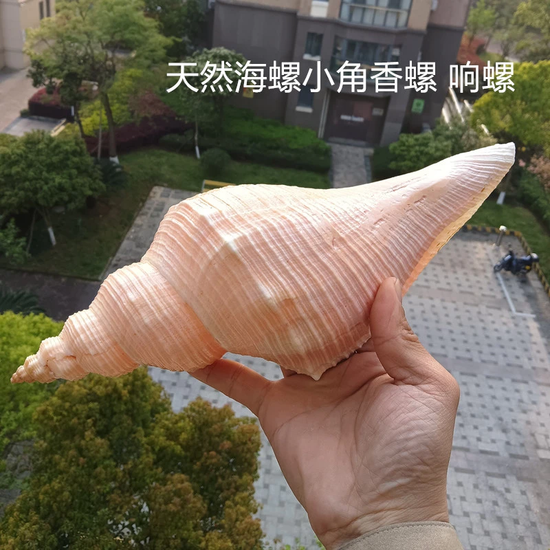 包邮超大海螺贝壳长香螺小角香螺公螺响螺号角收藏礼品摆件螺号