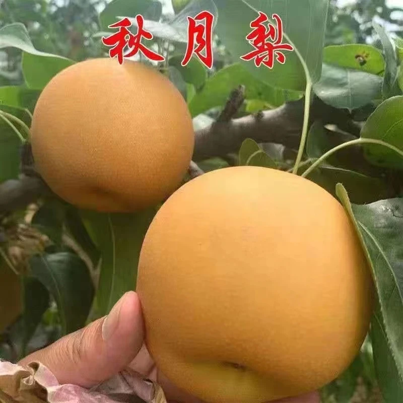 邱月-犁花园植物盆栽地栽庭院种植栽培