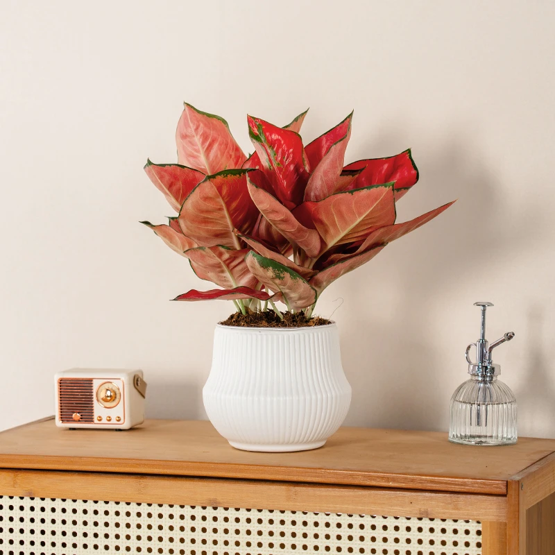 红颜如意皇后盆栽花卉观赏植物室内绿植办公室桌面好养活净化空气