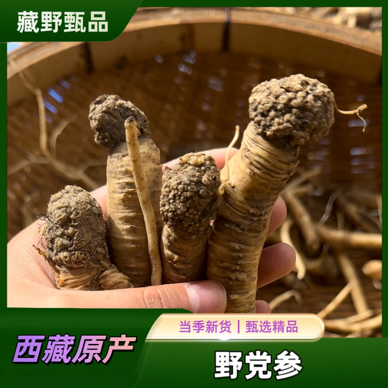 高海拔西藏野党参