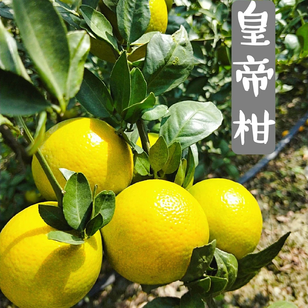 正宗德庆皇帝柑当季现摘直供柑橘应季新鲜孕妇水果香甜
