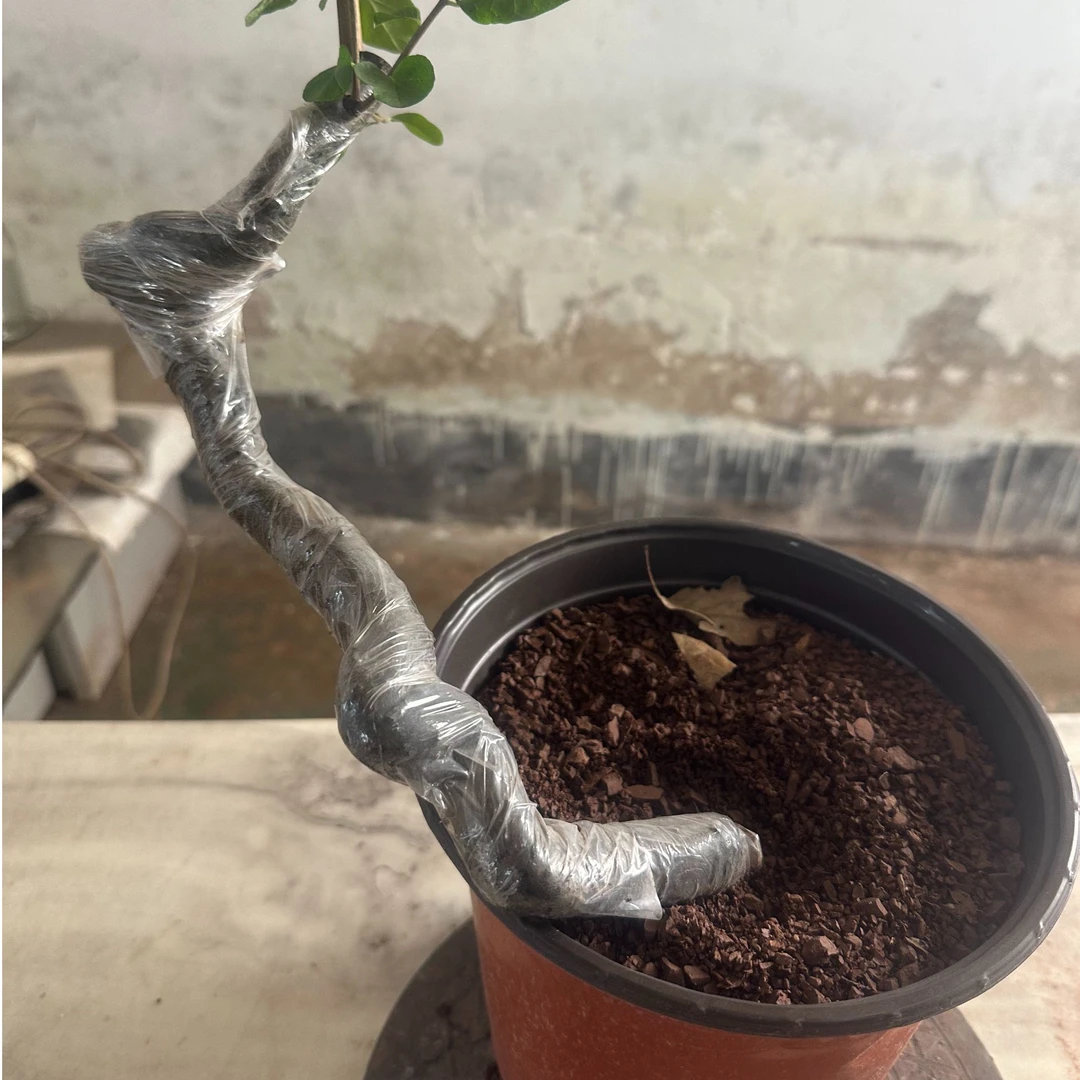 老鸦柿盆景素材样品直播间一物一拍