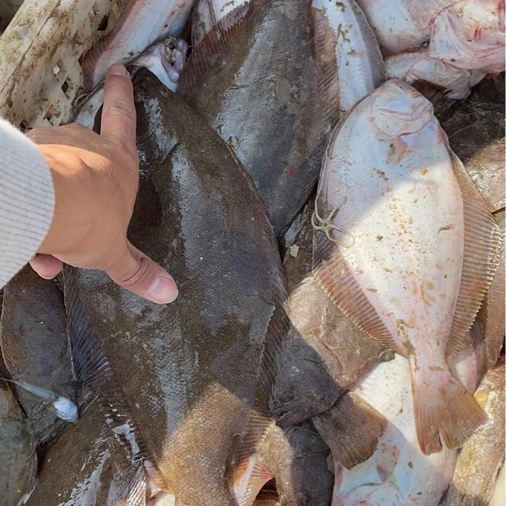 野生牙片鱼 旅顺龙王塘牙鲆大连特产 比目鱼 鲆鱼 顺丰快递