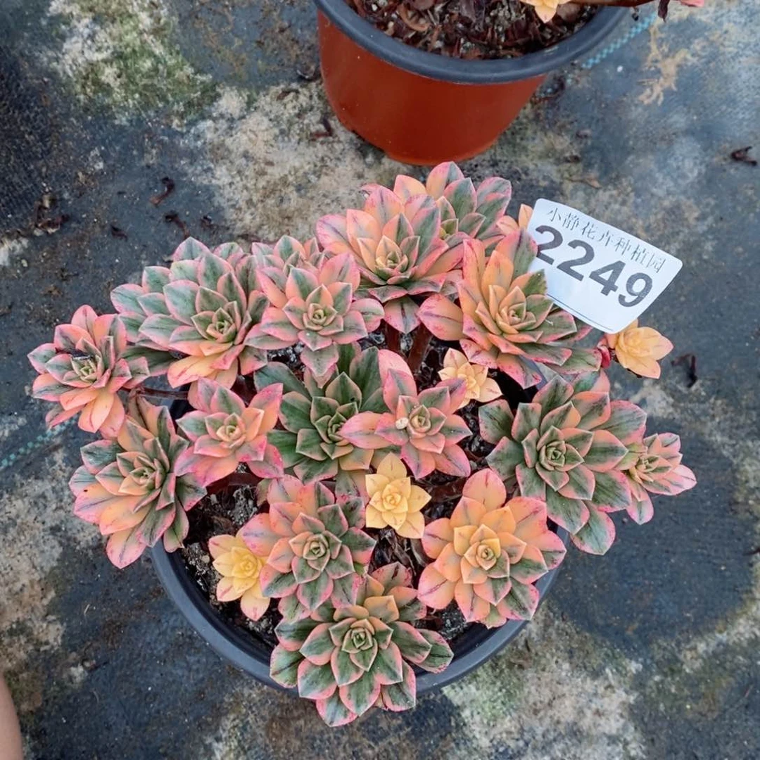 红陶20CM以下2249甜茶5