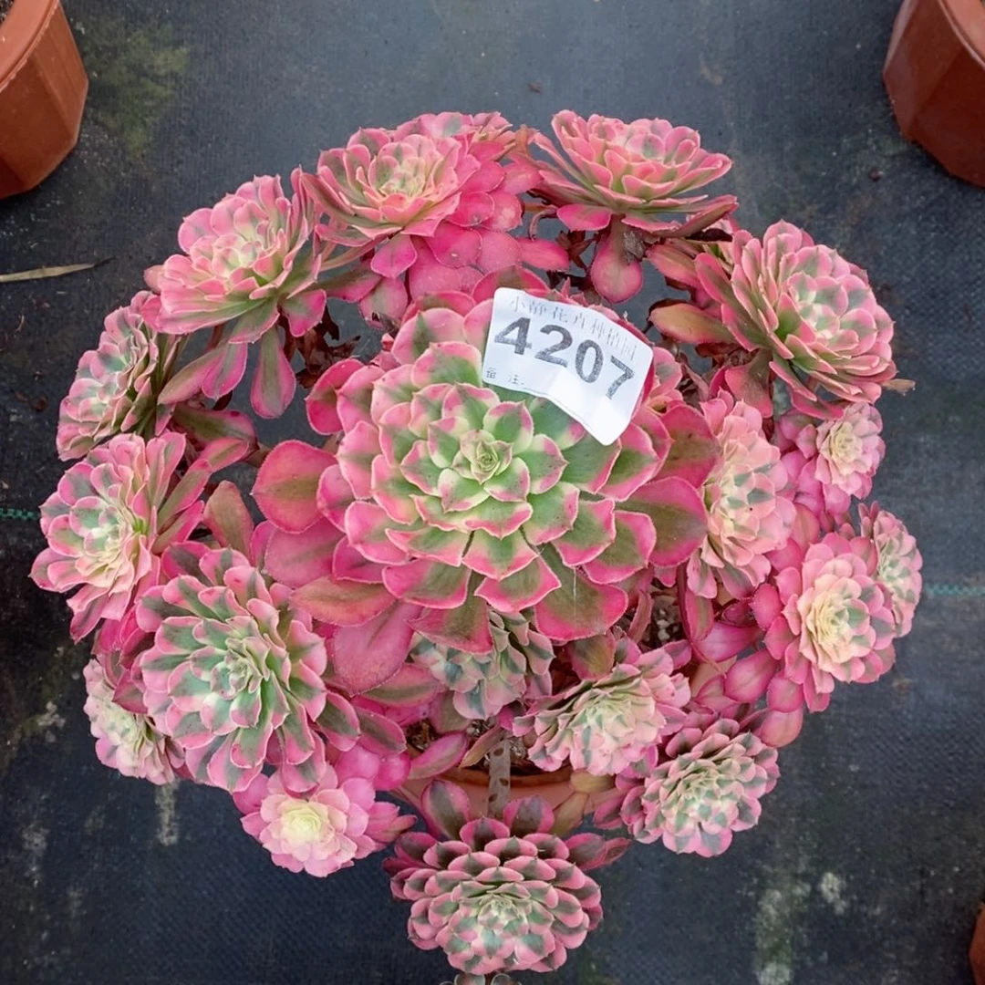 红陶20CM以下4207红铜白4