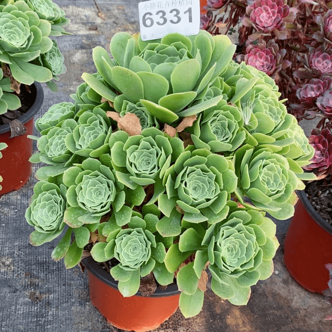 红陶20CM以下633绿羊绒5