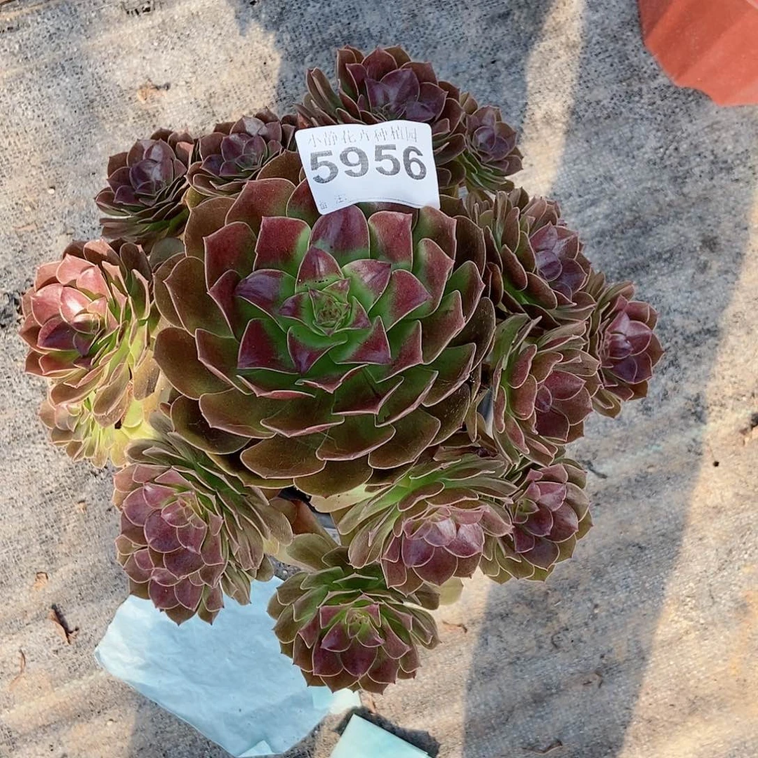 红陶20CM以下5956赤焰莲3