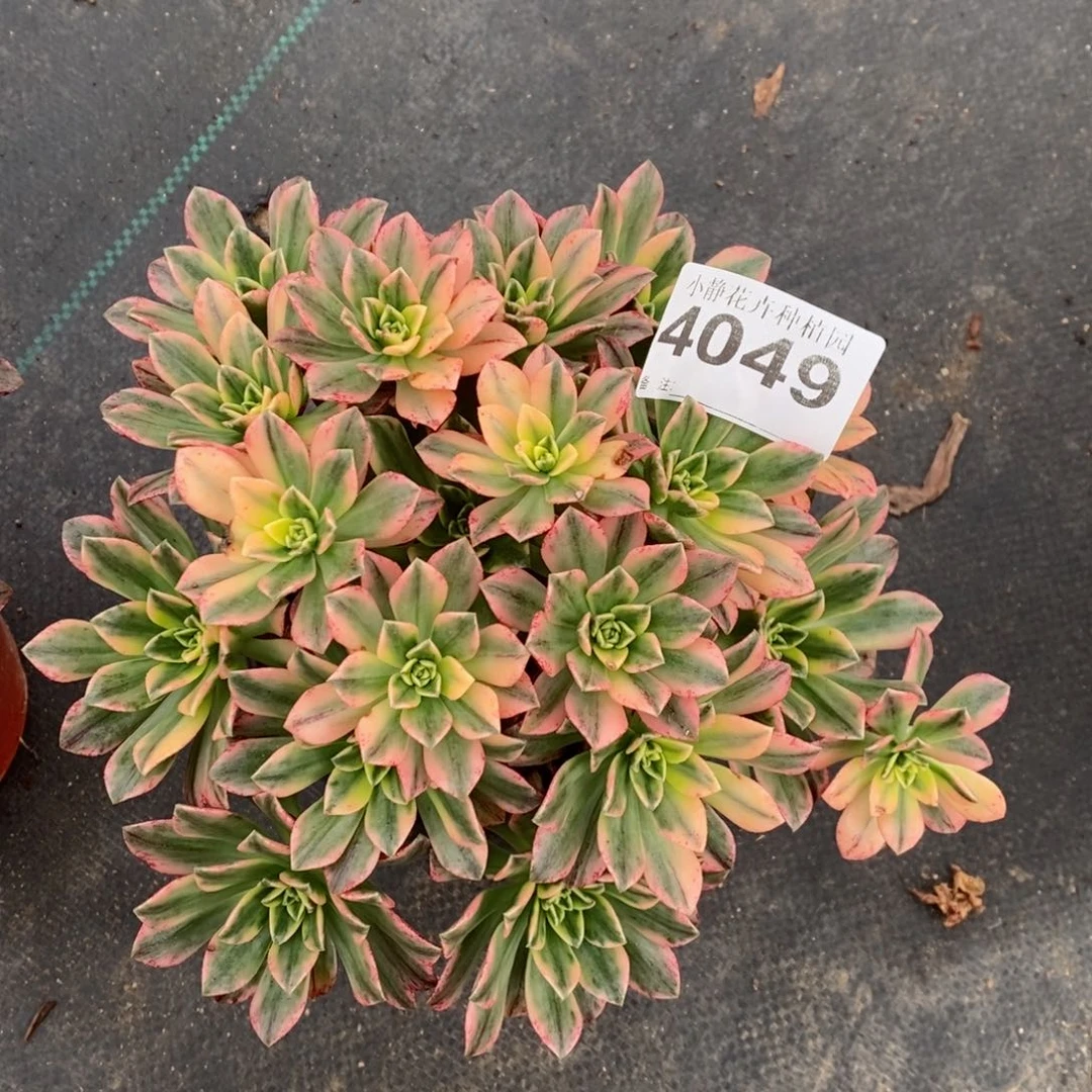 红陶20CM以下4049甜茶4