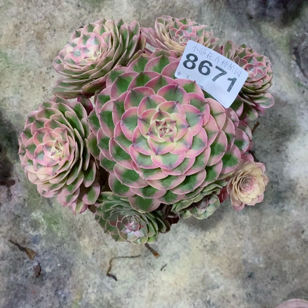 红陶20CM以下凭**海8671荔枝6