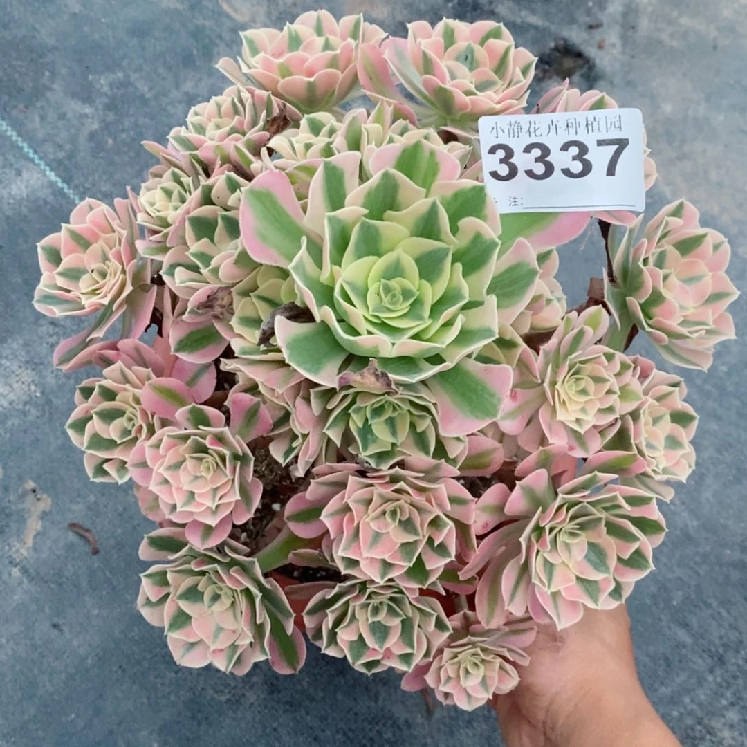 红陶20CM以下3337女巫3