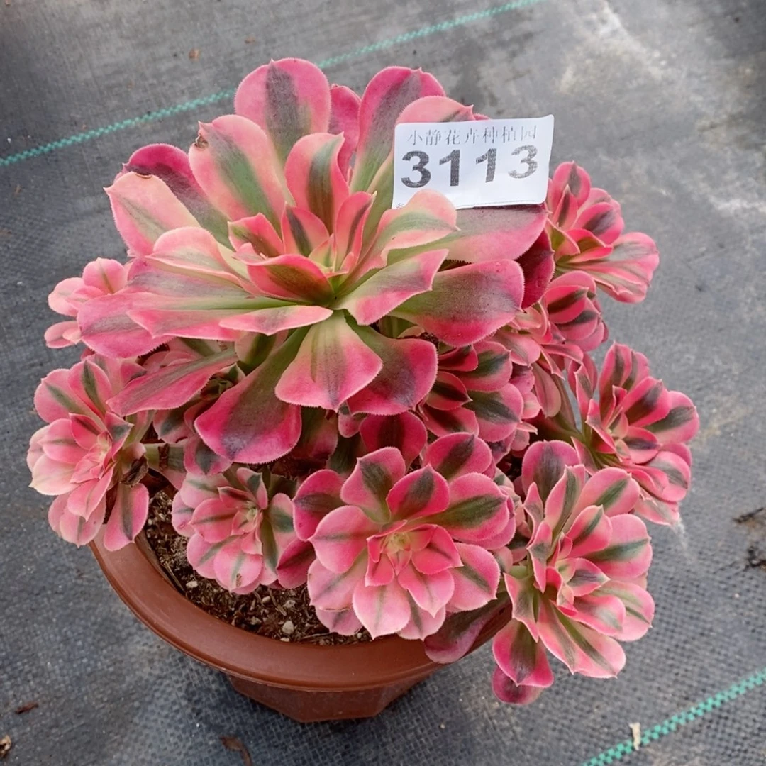 红陶20CM以下3113女巫4小颗