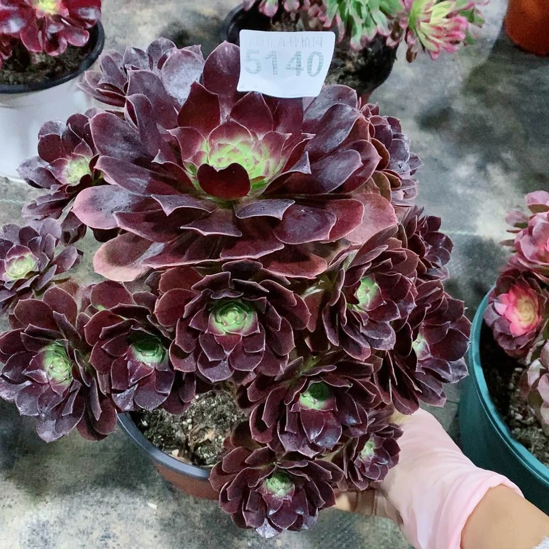 红陶5140赤焰莲3多肉