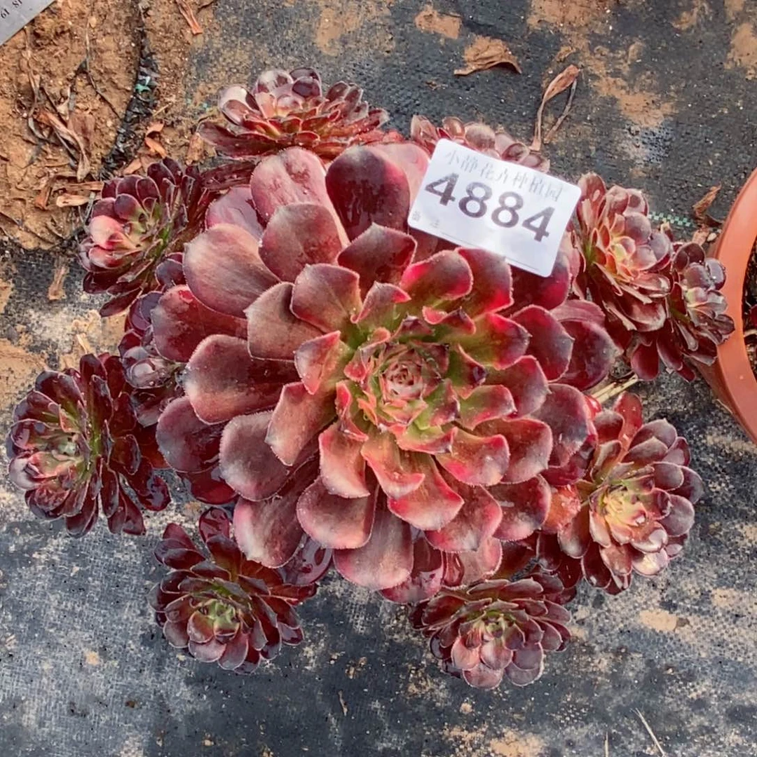 红陶20CM以下4884红金5