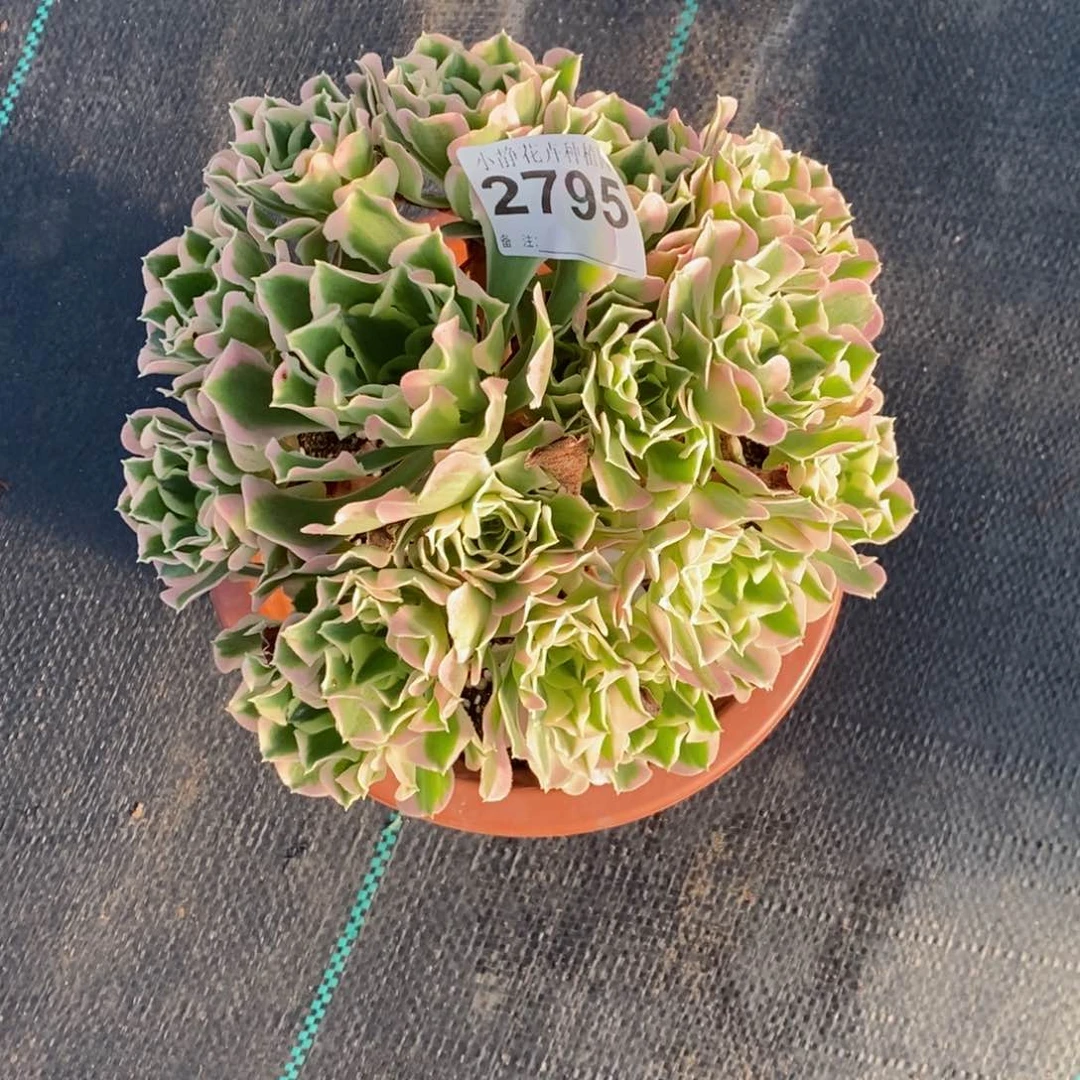 红陶20CM以下2795白风6