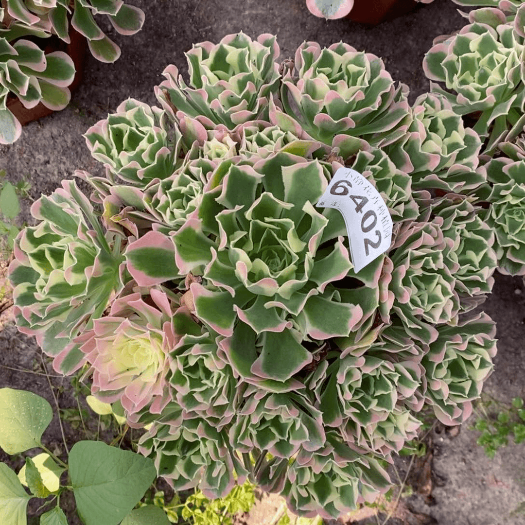 红陶20CM以下6402白风6