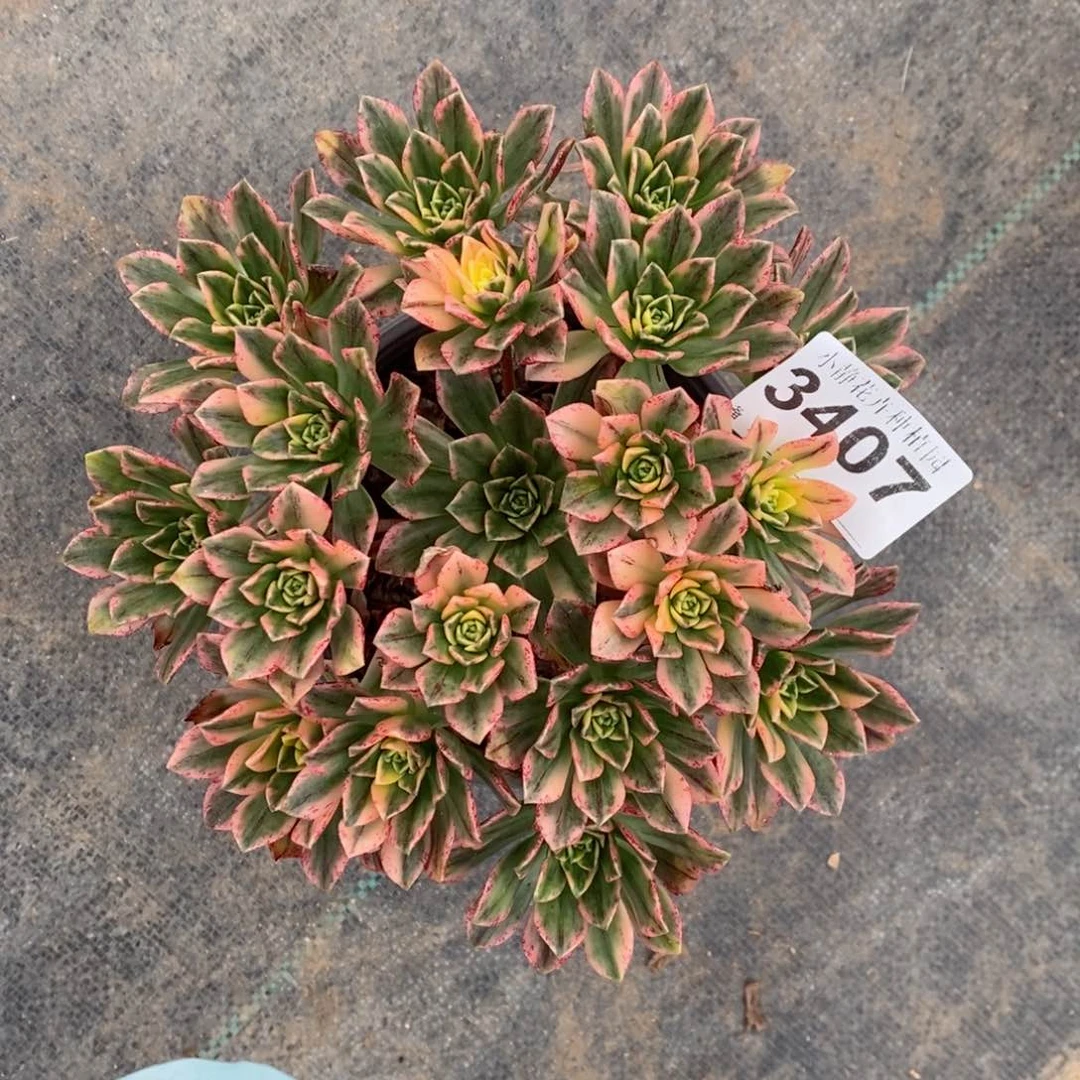 红陶20CM以下3407甜茶4