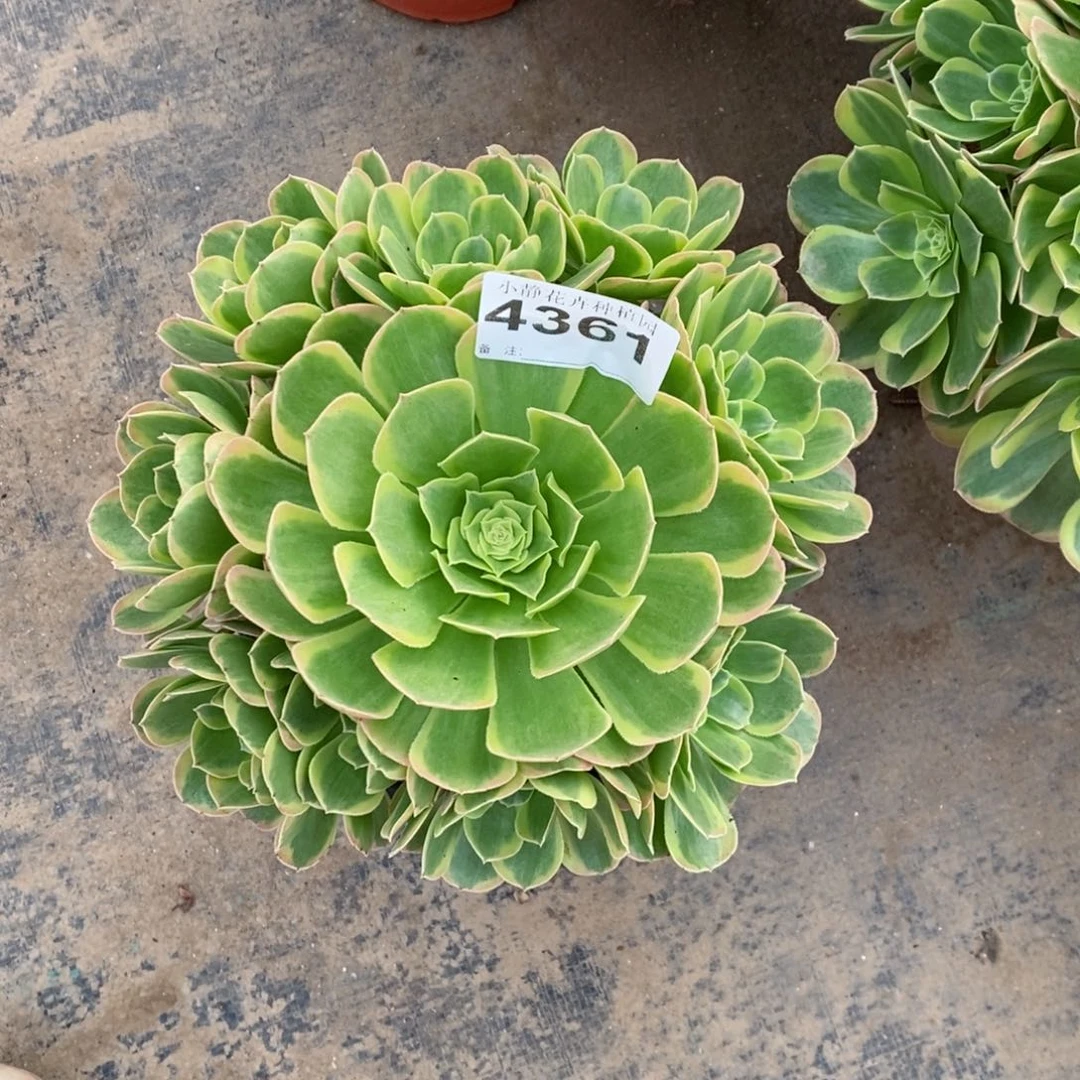 红陶20CM以下4361奶白3