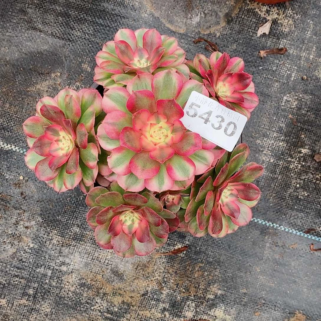 红陶5430荔枝5冠服15