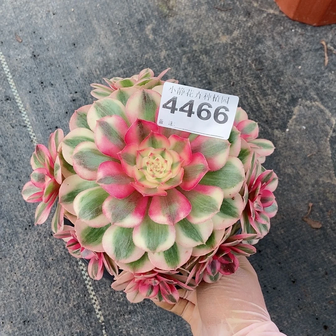 红陶20CM以下4466倾城3冠服15.6