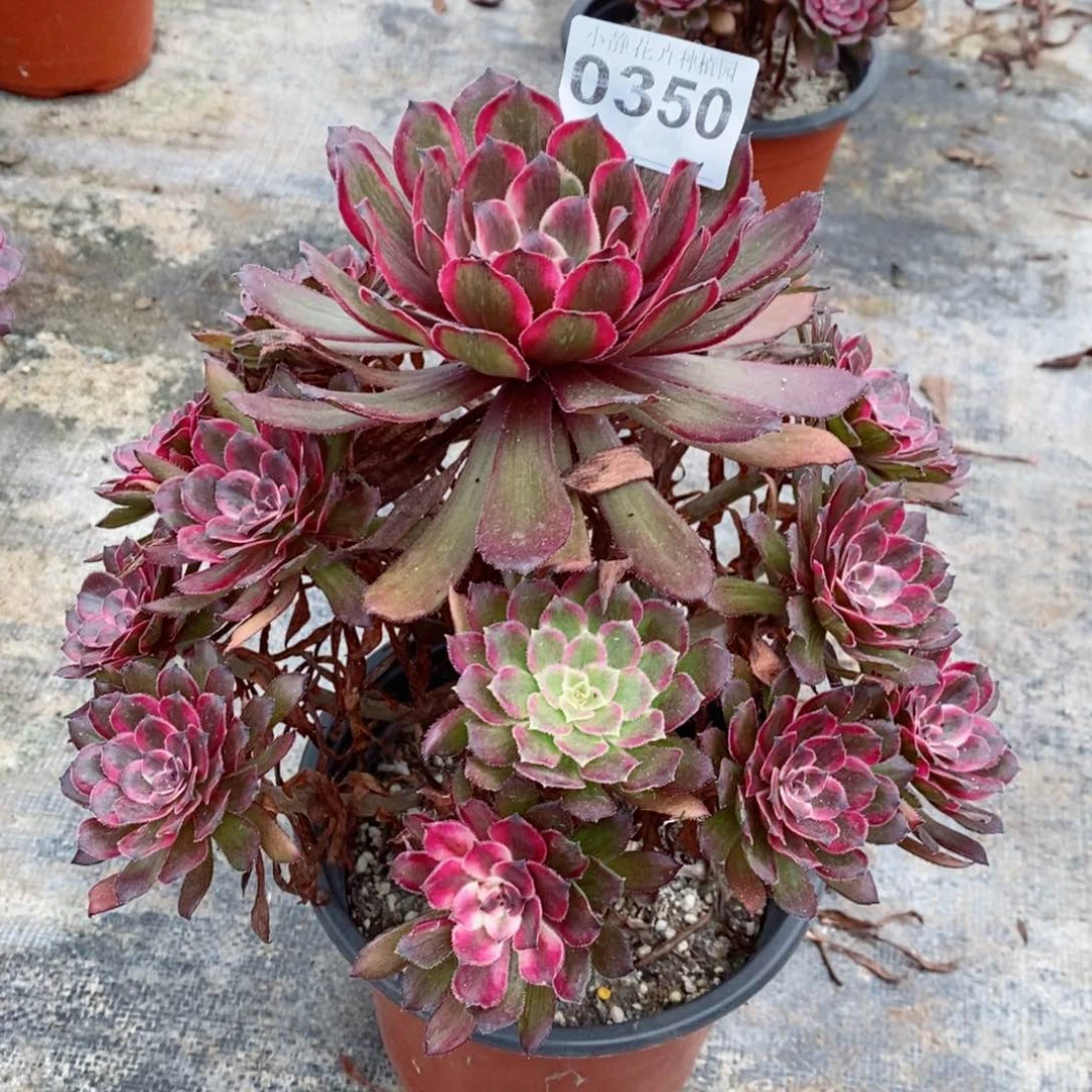 红陶20CM以下/0350紫霞阴阳5