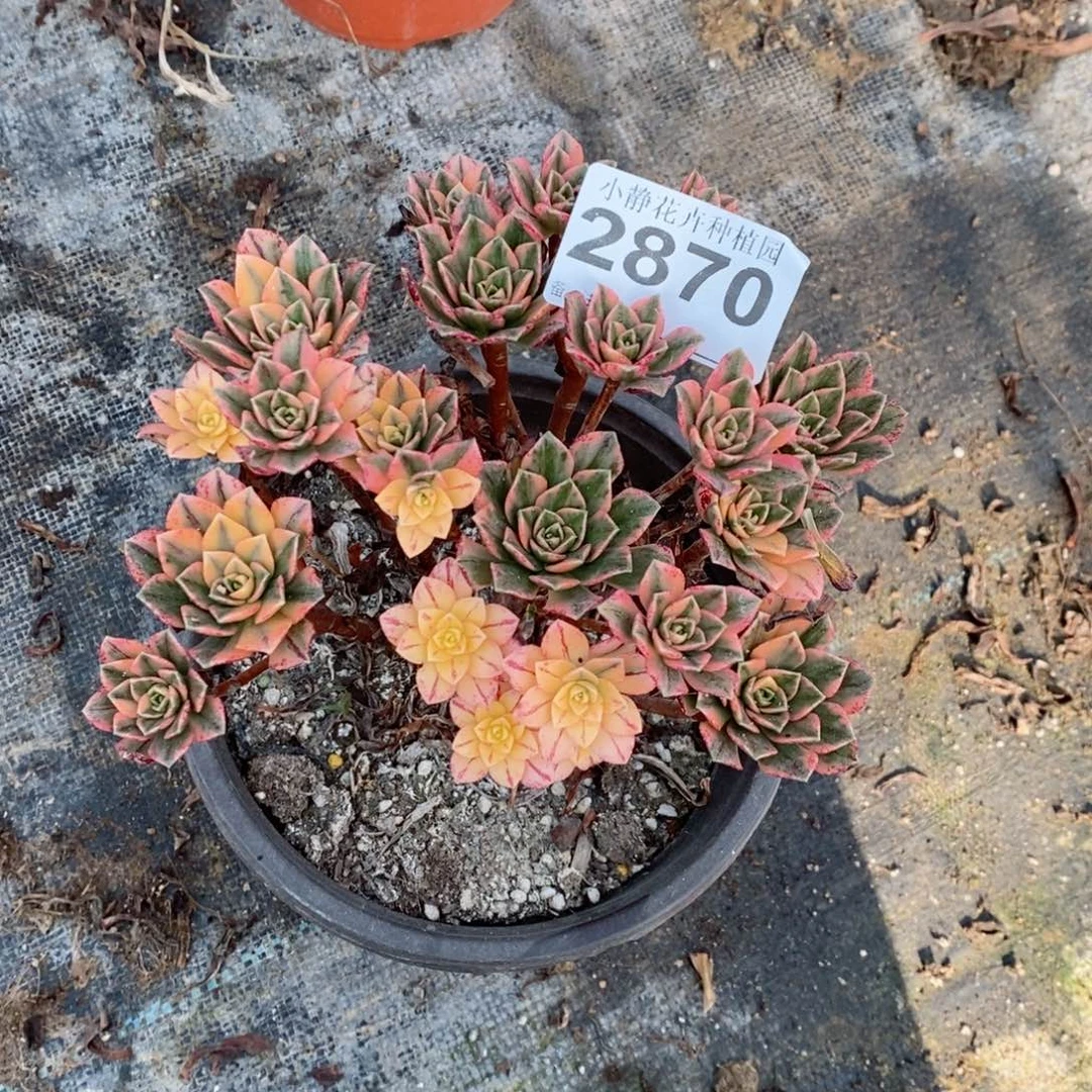 红陶20CM以下知***″2870甜茶小的5