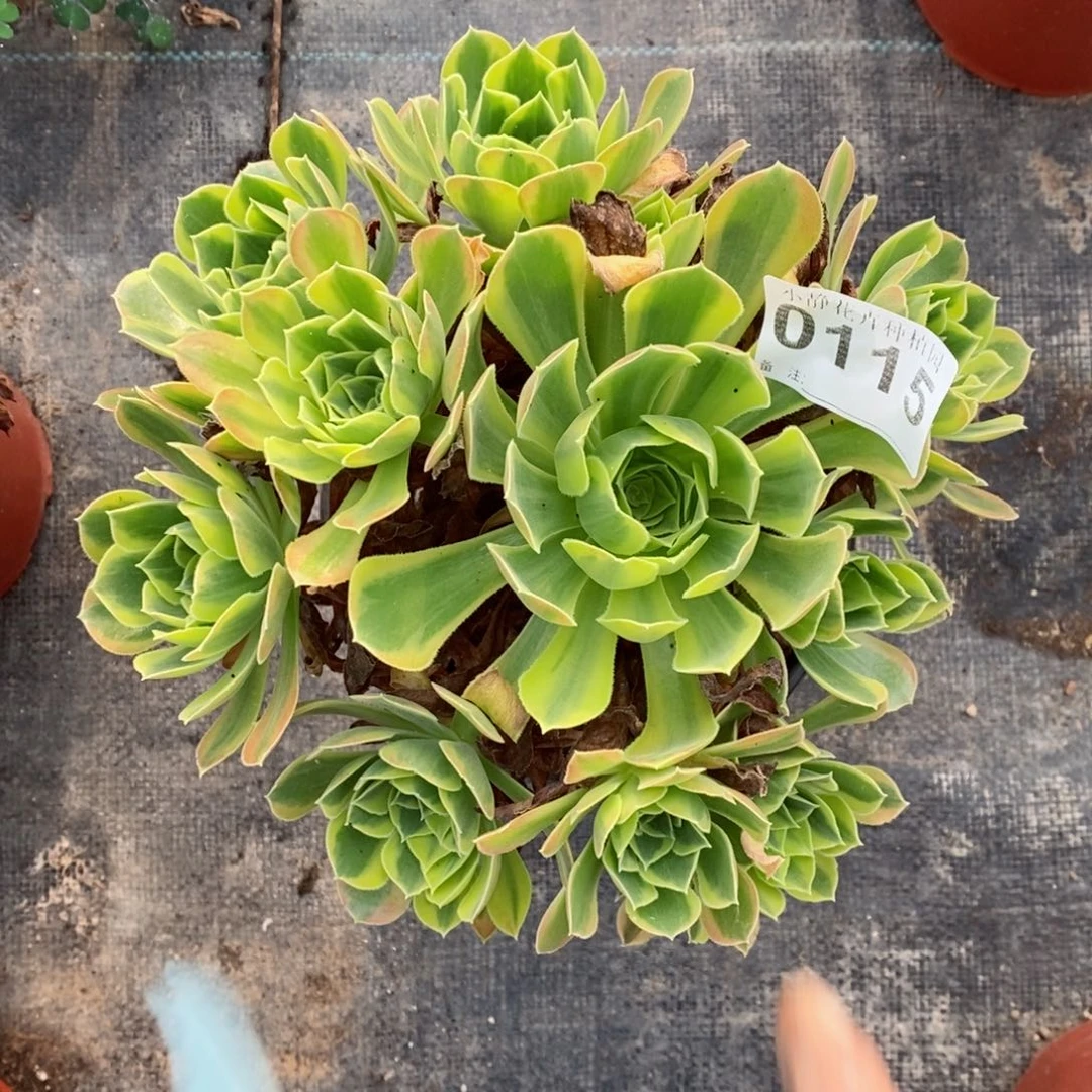 红陶20CM以下0115清萌5