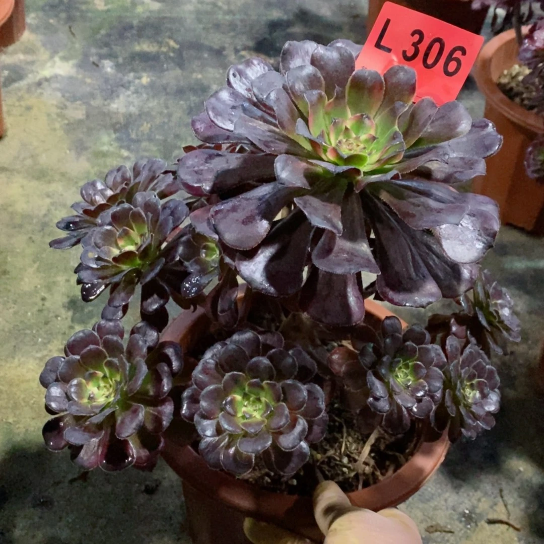 红陶20CM以下306红金4