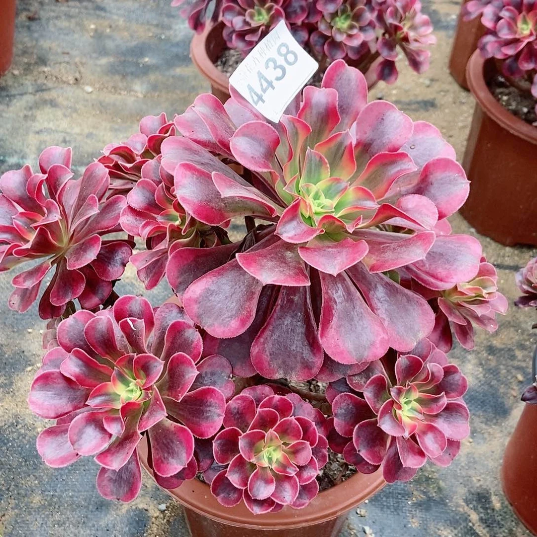 红陶20CM以下4438美杜莎4