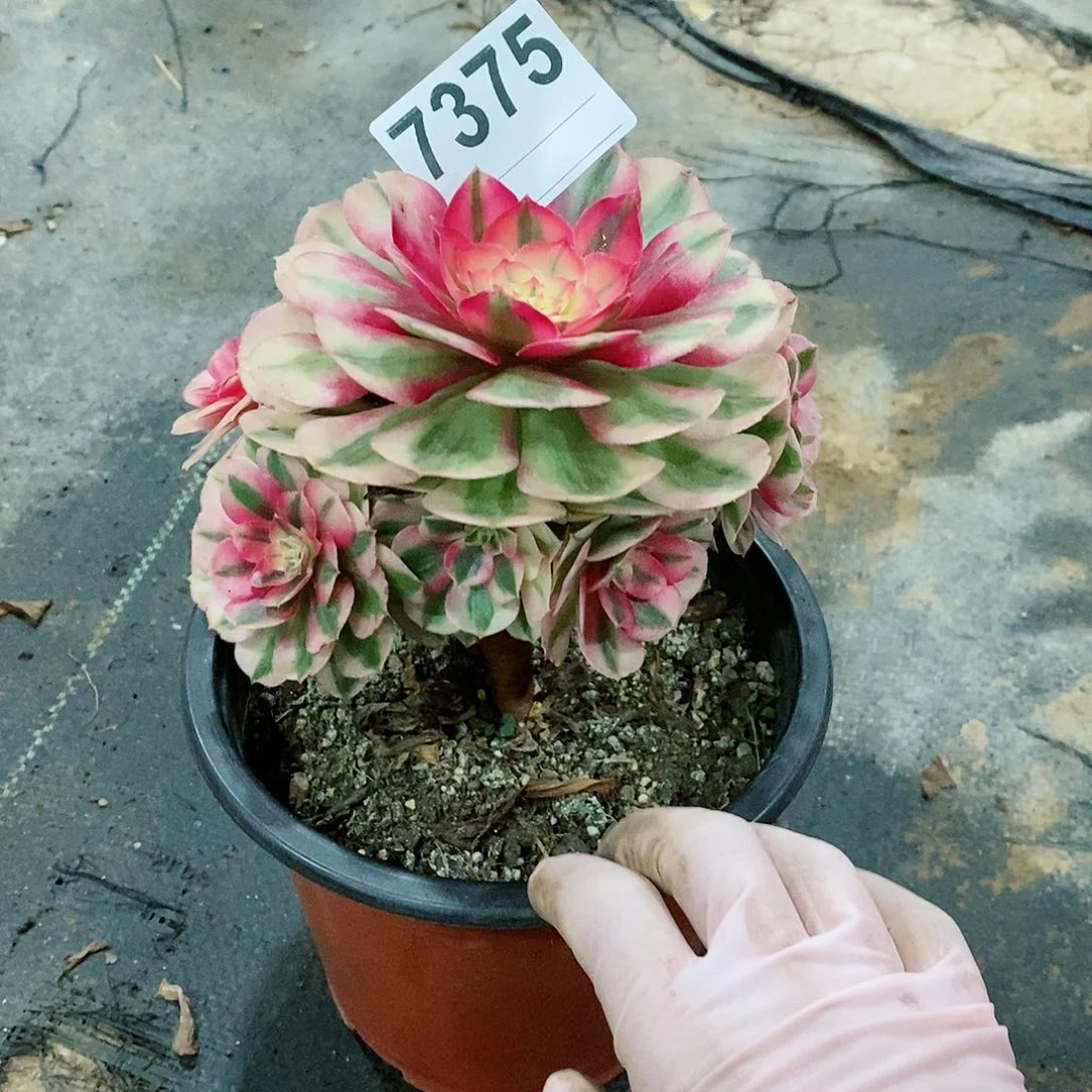 红陶鱼7375倾城3冠服14