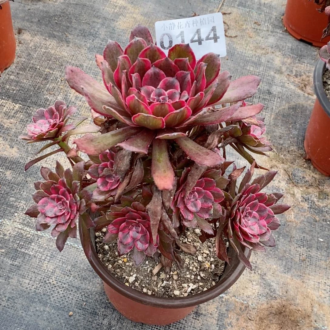 红陶20CM以下0144紫霞5