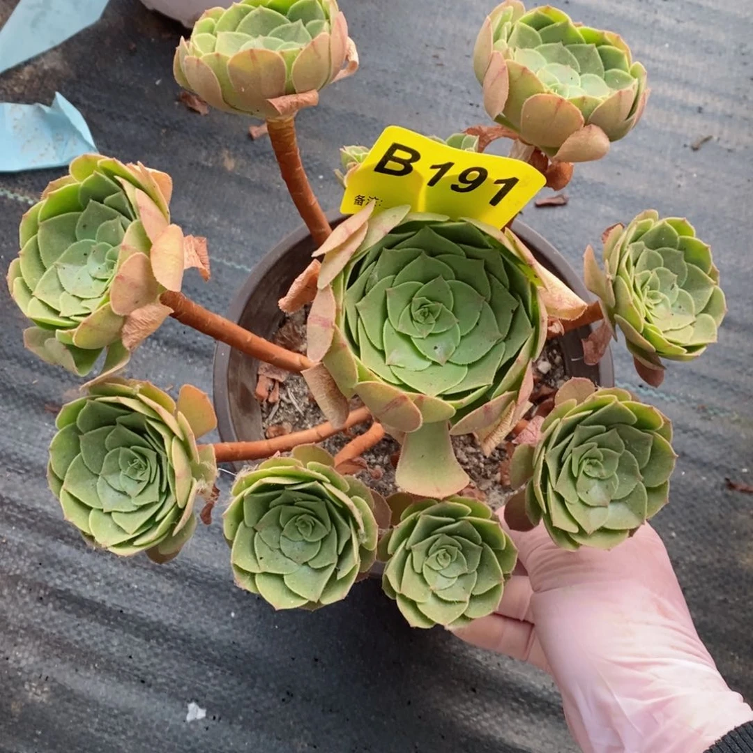 红陶20CM以下191万圣3精空