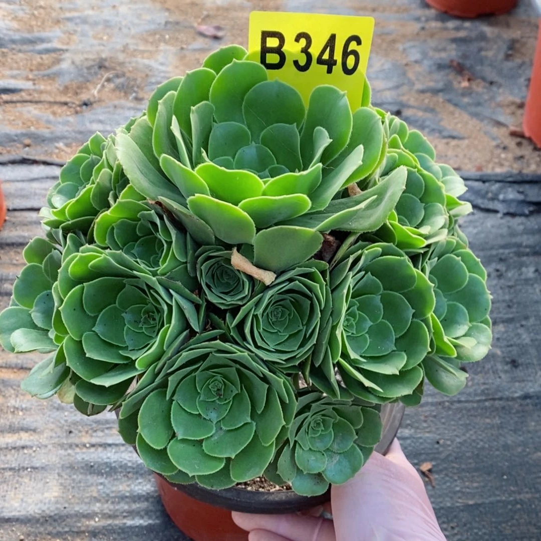 红陶20CM以下346绿羊绒3