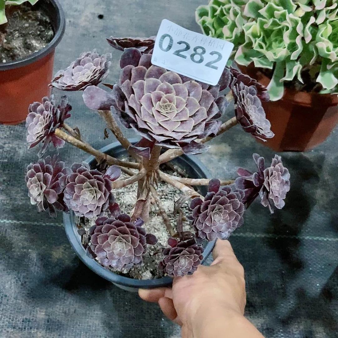 红陶20CM以下0282黑铜壶3