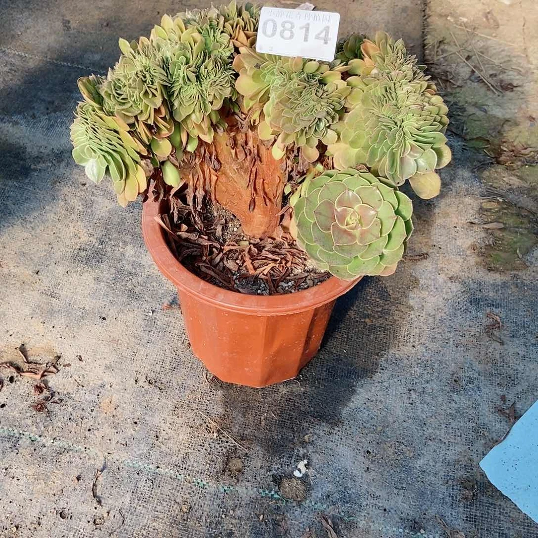 红陶20CM以下0814万圣节缀5