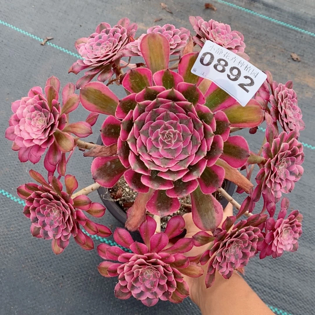 红陶20CM以下0892红铜白6