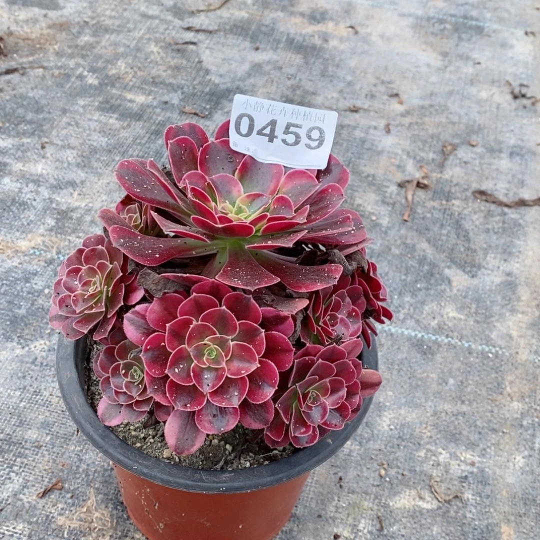 红陶20CM以下老****乐 0459美杜莎5