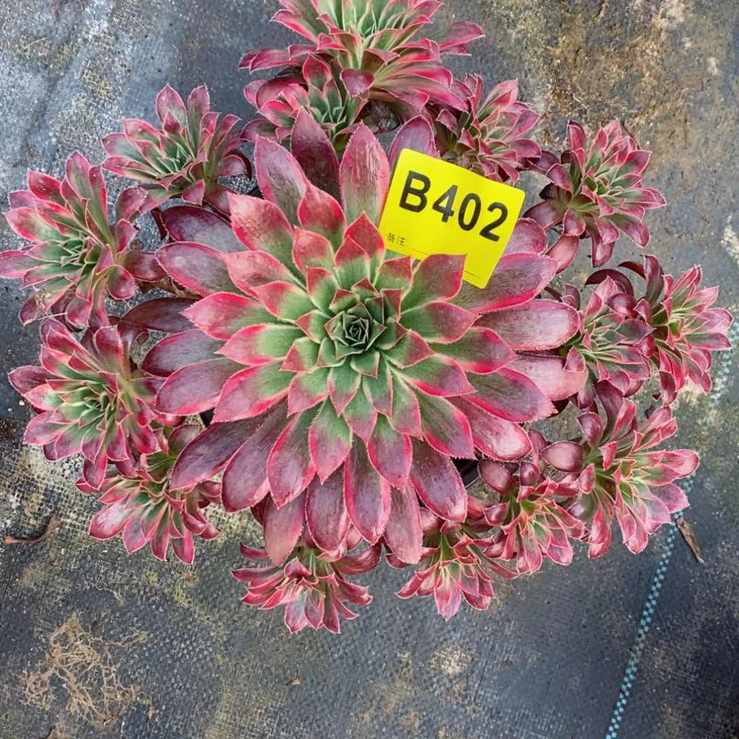 红陶20CM以下若*402孔雀锦5