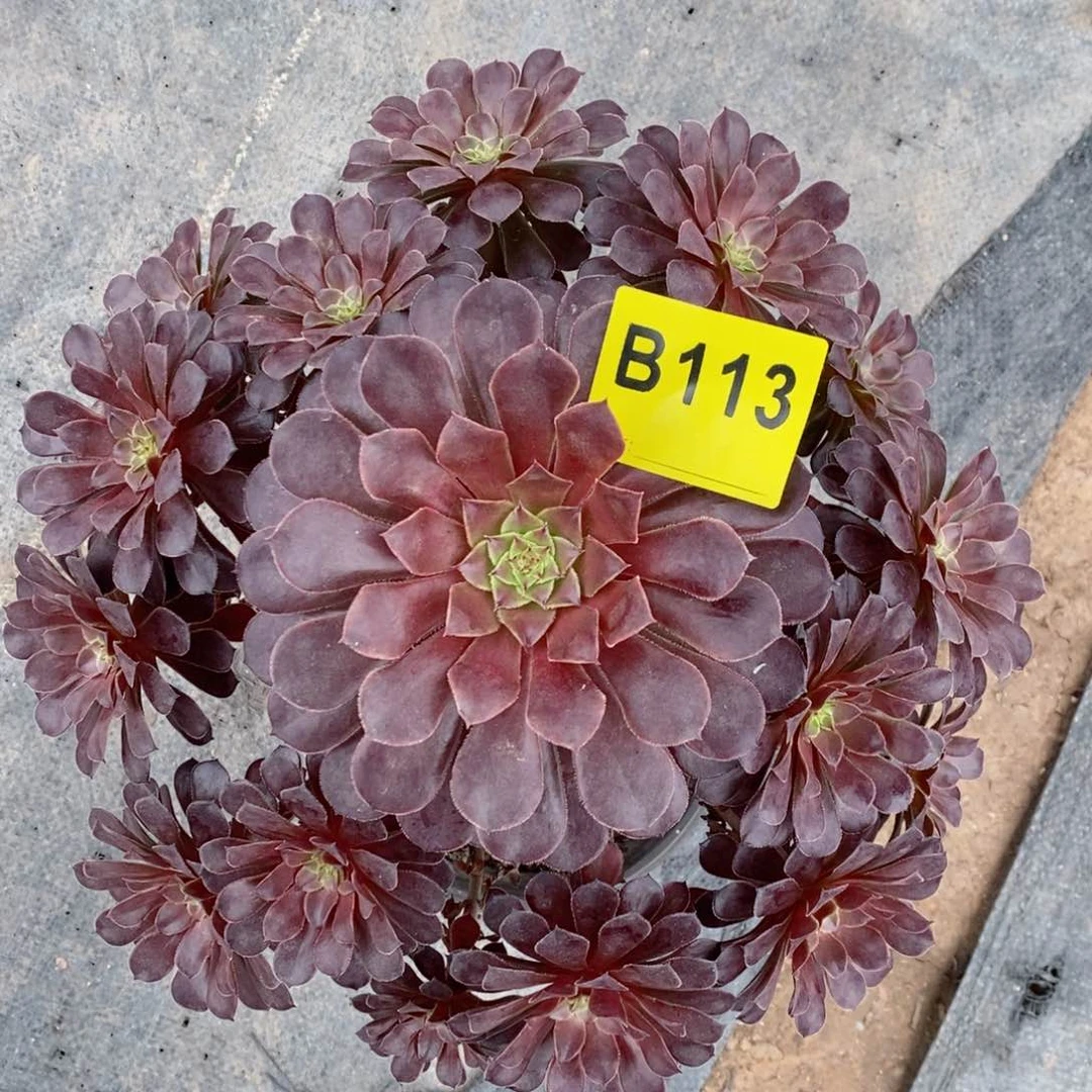 红陶20CM以下113黑铜壶3