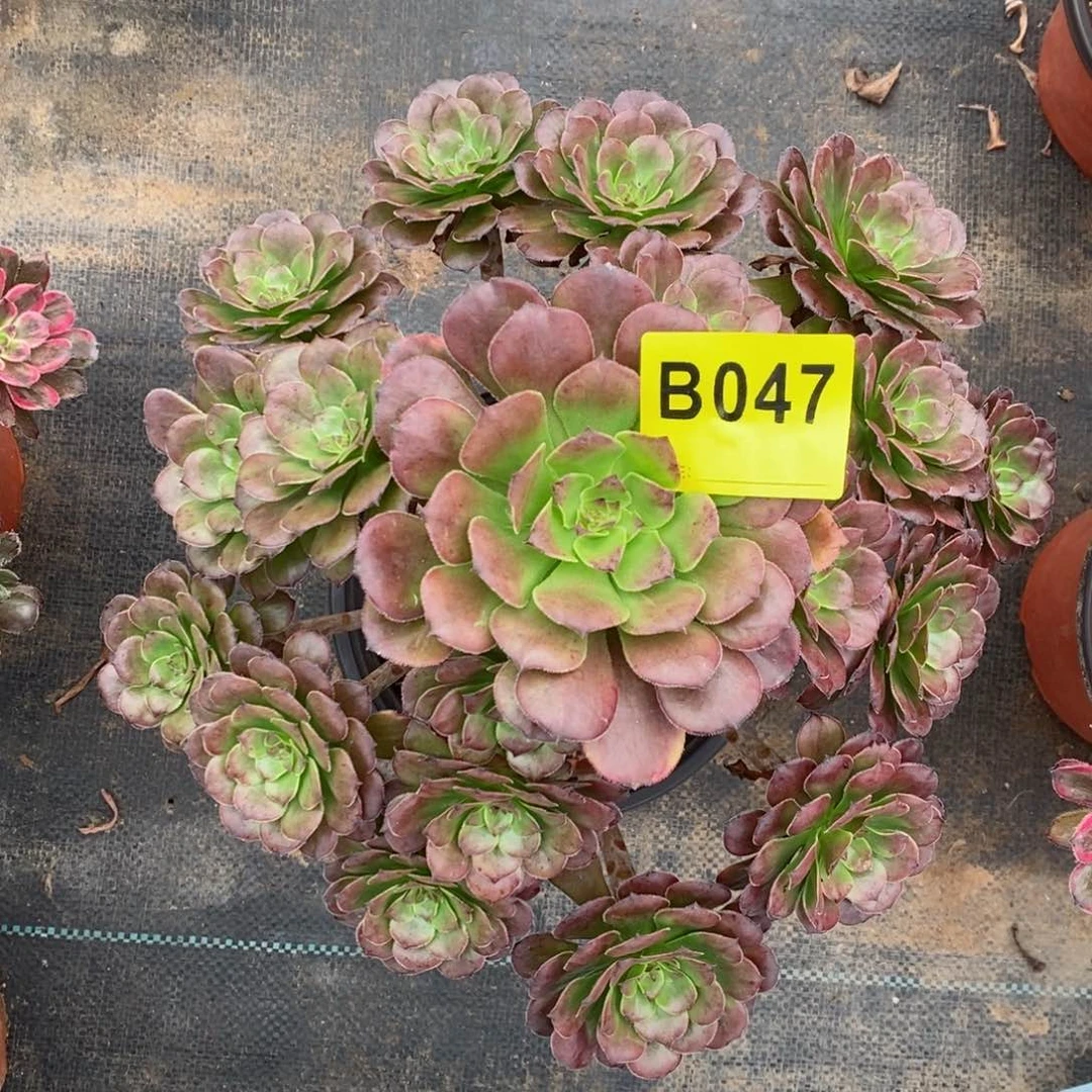 红陶20CM以下047烟花5