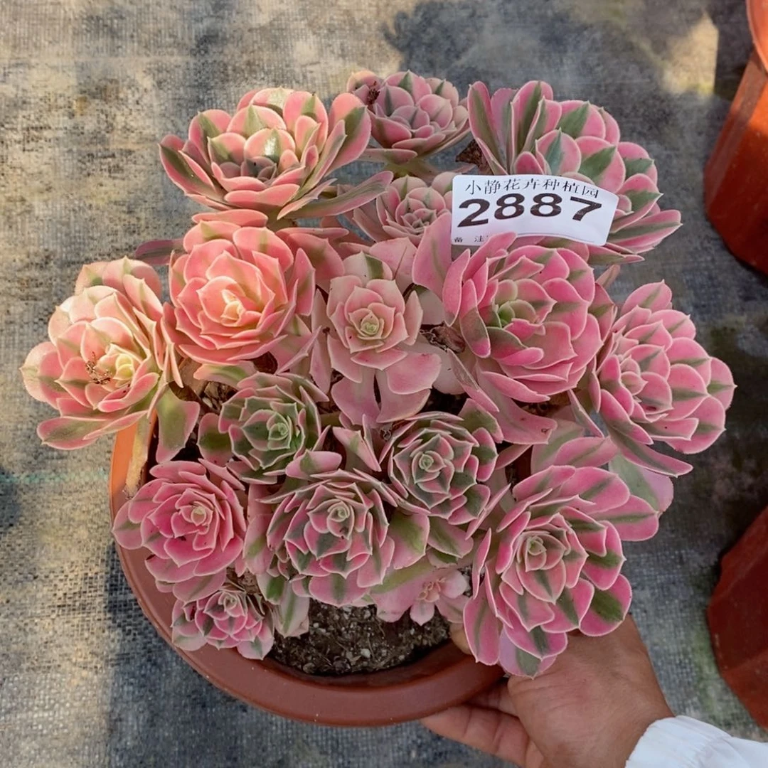 红陶20CM以下2887女巫丛林4