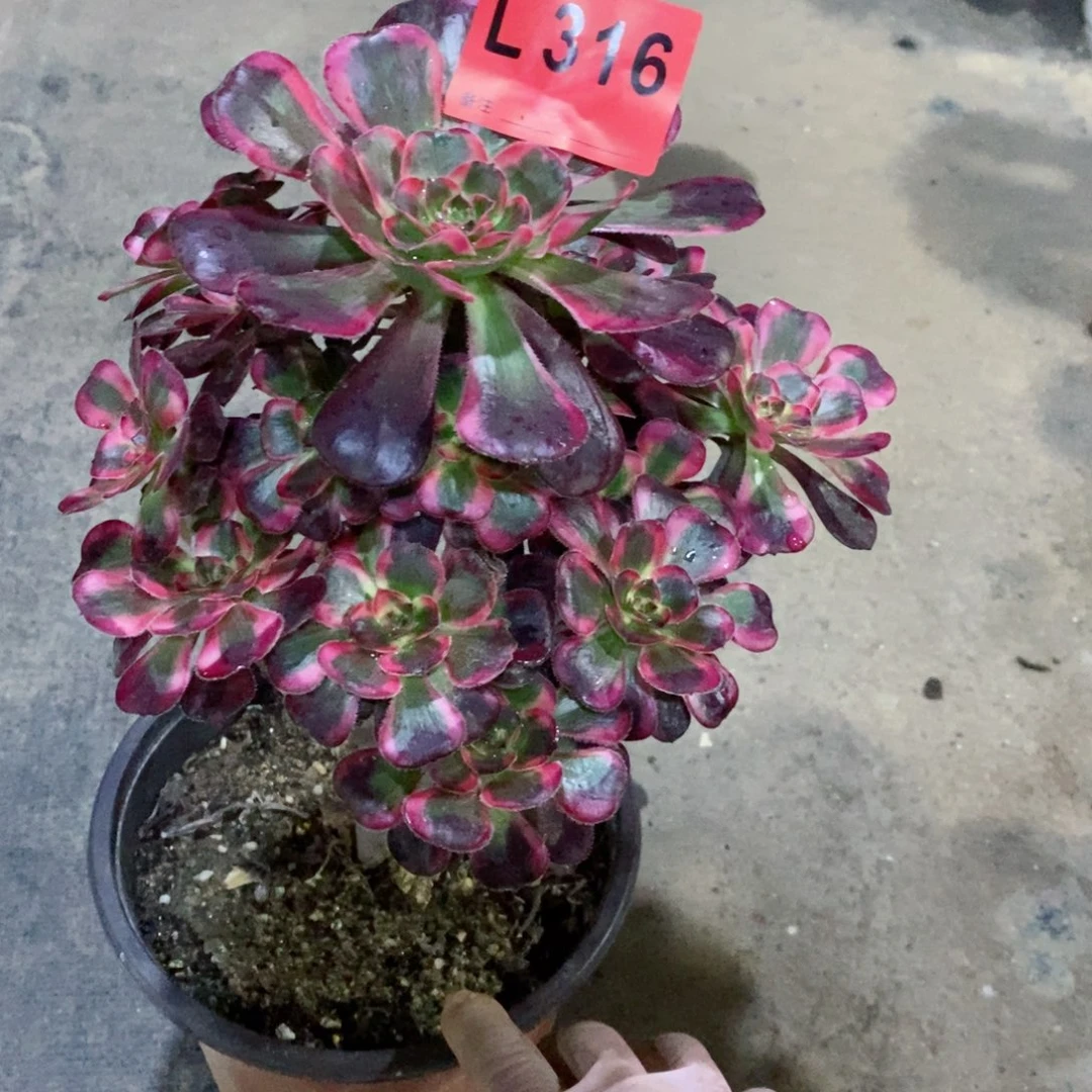 红陶20CM以下316丽娜4小颗